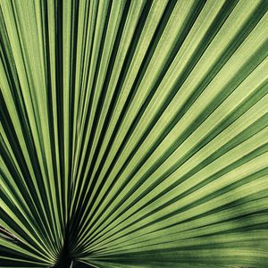 Preview wallpaper palm, leaf, stripes, plant