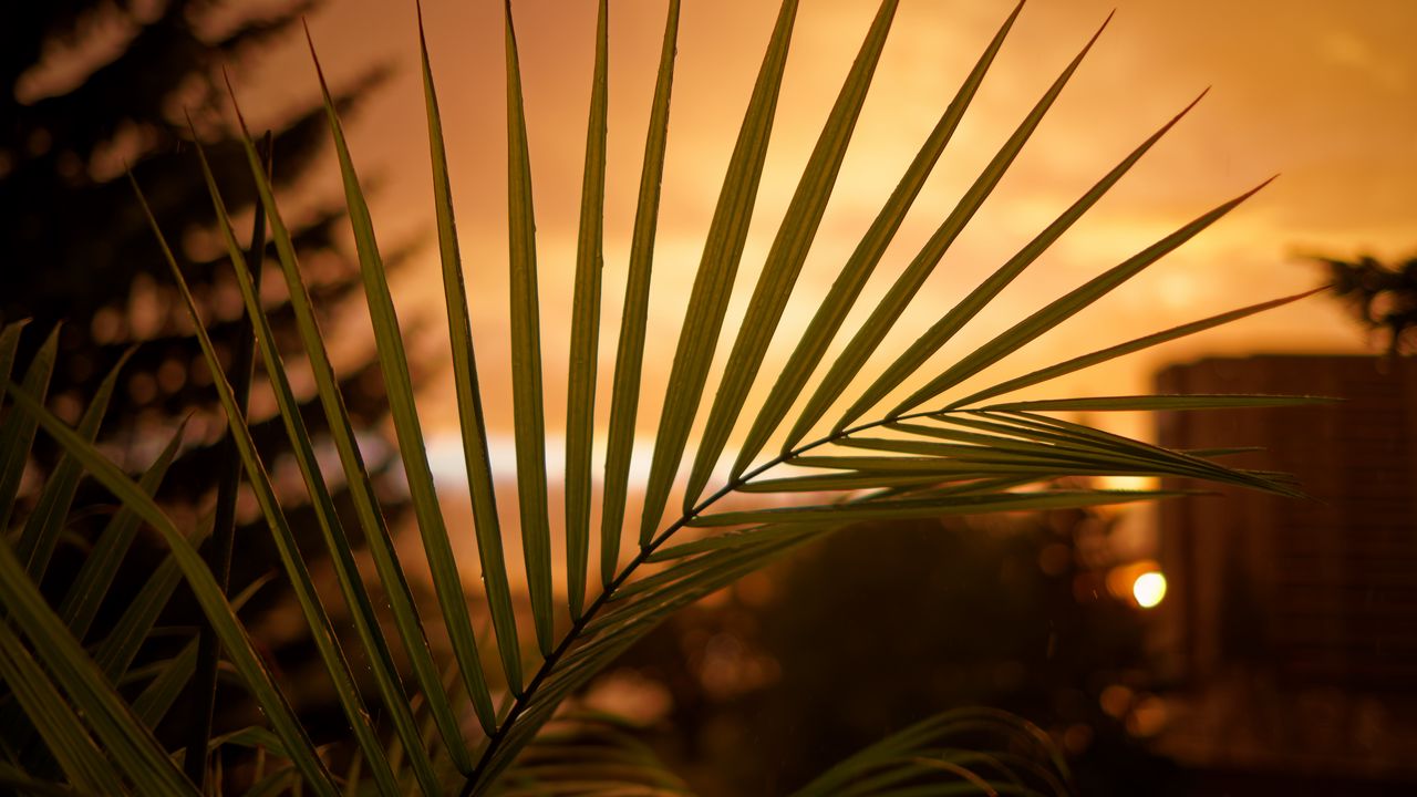 Wallpaper palm, leaf, sunset, dark