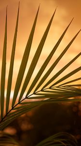 Preview wallpaper palm, leaf, sunset, dark