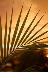 Preview wallpaper palm, leaf, sunset, dark