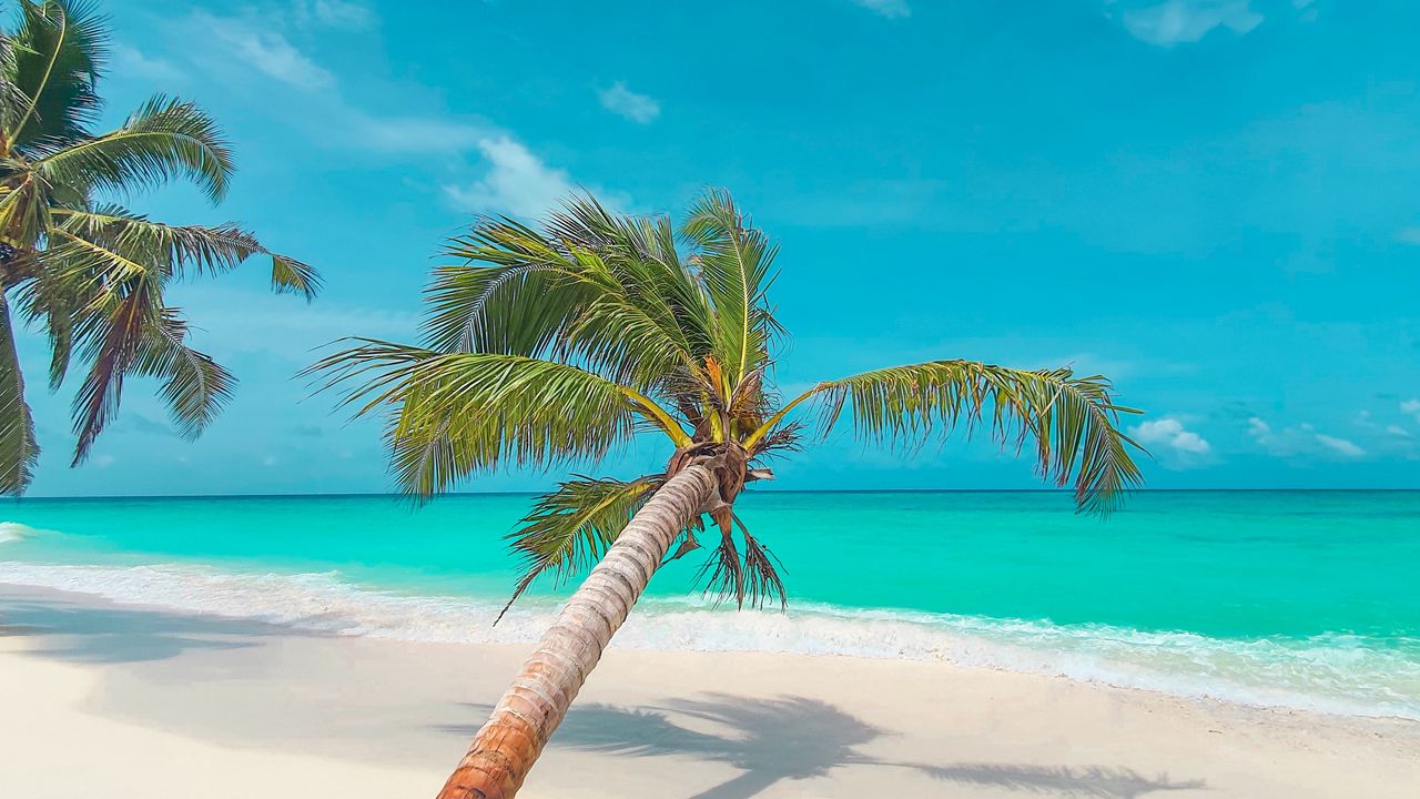 Wallpaper palm, leaves, beach, coast, tropical