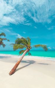 Preview wallpaper palm, leaves, beach, coast, tropical