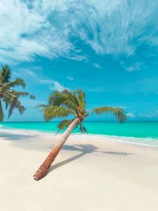 Preview wallpaper palm, leaves, beach, coast, tropical