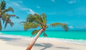 Preview wallpaper palm, leaves, beach, coast, tropical