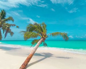 Preview wallpaper palm, leaves, beach, coast, tropical