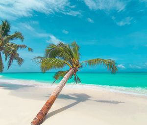 Preview wallpaper palm, leaves, beach, coast, tropical