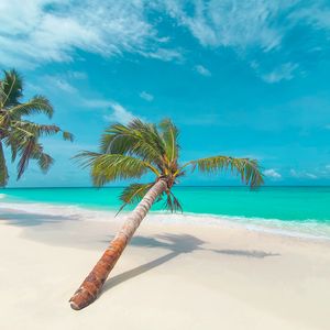 Preview wallpaper palm, leaves, beach, coast, tropical
