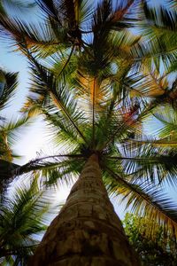 Preview wallpaper palm, leaves, bottom view, trees