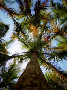 Preview wallpaper palm, leaves, bottom view, trees