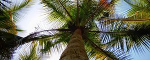 Preview wallpaper palm, leaves, bottom view, trees