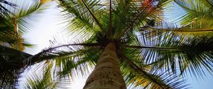 Preview wallpaper palm, leaves, bottom view, trees