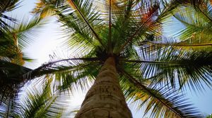 Preview wallpaper palm, leaves, bottom view, trees