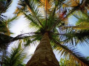 Preview wallpaper palm, leaves, bottom view, trees