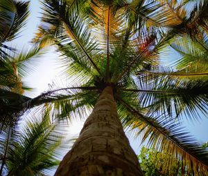 Preview wallpaper palm, leaves, bottom view, trees