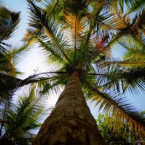 Preview wallpaper palm, leaves, bottom view, trees