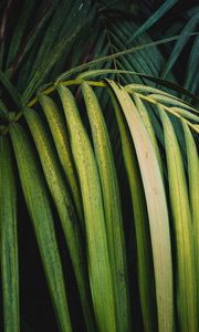 Preview wallpaper palm, leaves, branch, plant, green