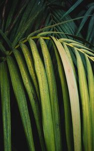 Preview wallpaper palm, leaves, branch, plant, green