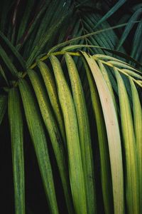 Preview wallpaper palm, leaves, branch, plant, green