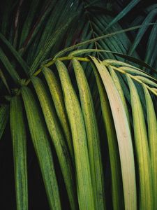 Preview wallpaper palm, leaves, branch, plant, green