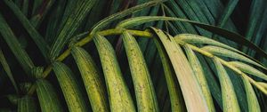 Preview wallpaper palm, leaves, branch, plant, green