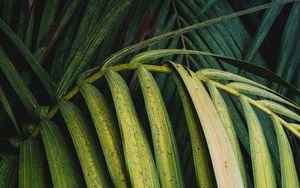 Preview wallpaper palm, leaves, branch, plant, green