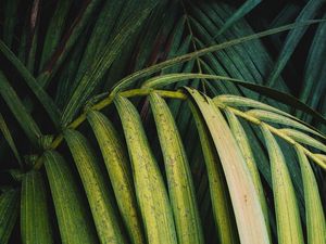 Preview wallpaper palm, leaves, branch, plant, green