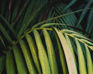 Preview wallpaper palm, leaves, branch, plant, green