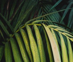 Preview wallpaper palm, leaves, branch, plant, green