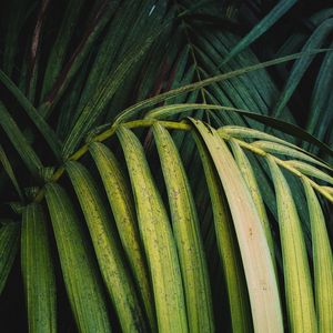 Preview wallpaper palm, leaves, branch, plant, green