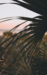 Preview wallpaper palm, leaves, branch, dark, plant