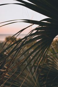 Preview wallpaper palm, leaves, branch, dark, plant