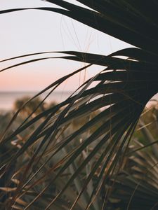 Preview wallpaper palm, leaves, branch, dark, plant