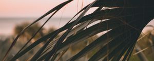 Preview wallpaper palm, leaves, branch, dark, plant