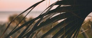 Preview wallpaper palm, leaves, branch, dark, plant