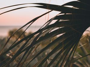 Preview wallpaper palm, leaves, branch, dark, plant