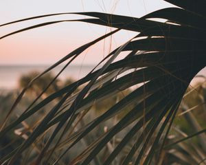 Preview wallpaper palm, leaves, branch, dark, plant