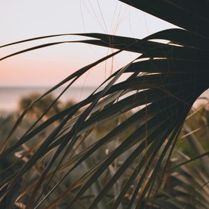 Preview wallpaper palm, leaves, branch, dark, plant