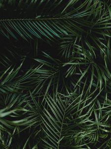 Preview wallpaper palm, leaves, branches, plant, green, dark