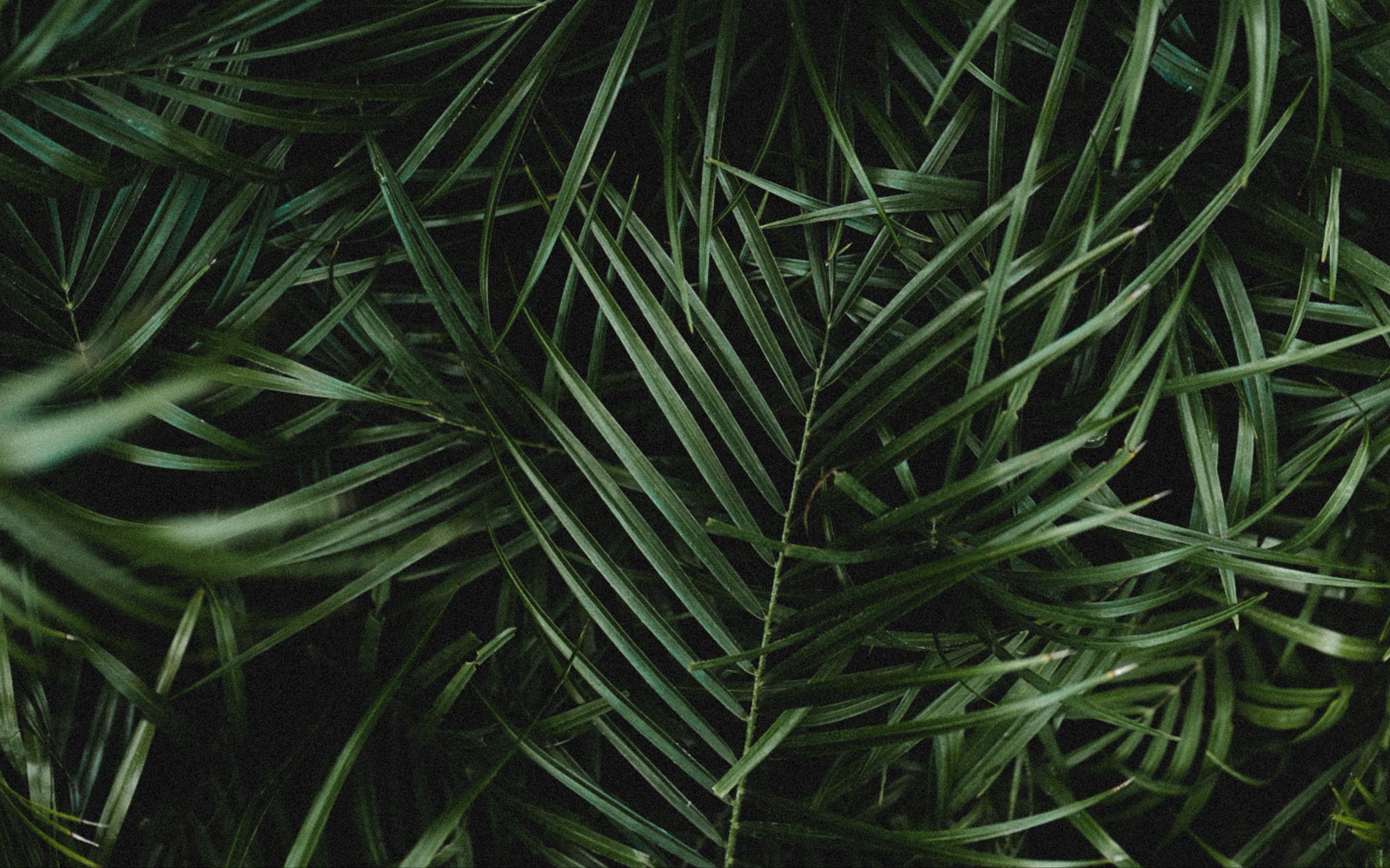 House Plant background