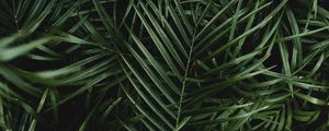 Preview wallpaper palm, leaves, branches, plant, green, dark