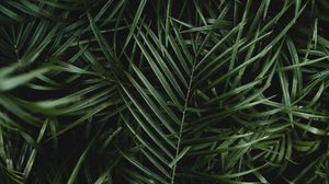 Preview wallpaper palm, leaves, branches, plant, green, dark