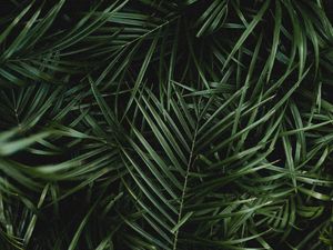 Preview wallpaper palm, leaves, branches, plant, green, dark