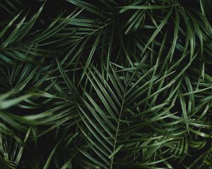 Preview wallpaper palm, leaves, branches, plant, green, dark