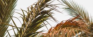 Preview wallpaper palm, leaves, branches, plant, tropical