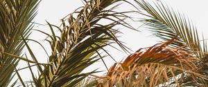 Preview wallpaper palm, leaves, branches, plant, tropical