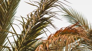 Preview wallpaper palm, leaves, branches, plant, tropical