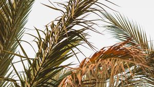 Preview wallpaper palm, leaves, branches, plant, tropical