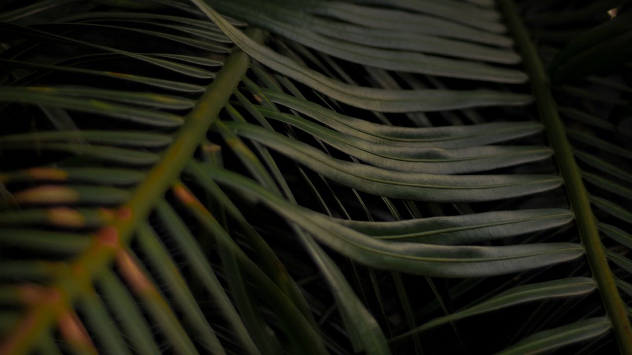 Wallpaper palm, leaves, branches, macro, plant hd, picture, image