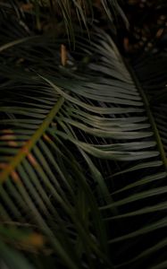 Preview wallpaper palm, leaves, branches, macro, plant