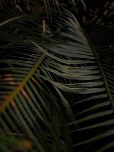 Preview wallpaper palm, leaves, branches, macro, plant